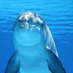 Actividades asistidas con animales para un mayor bienestar